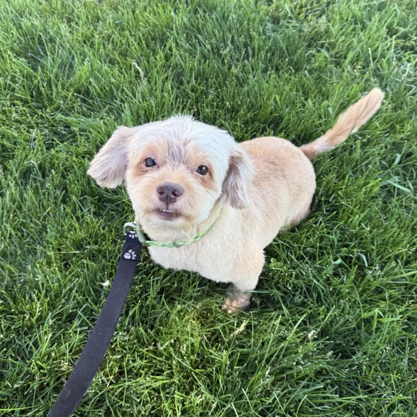 Nash, Adoptable, Young Male Shih Tzu & Mixed Breed.