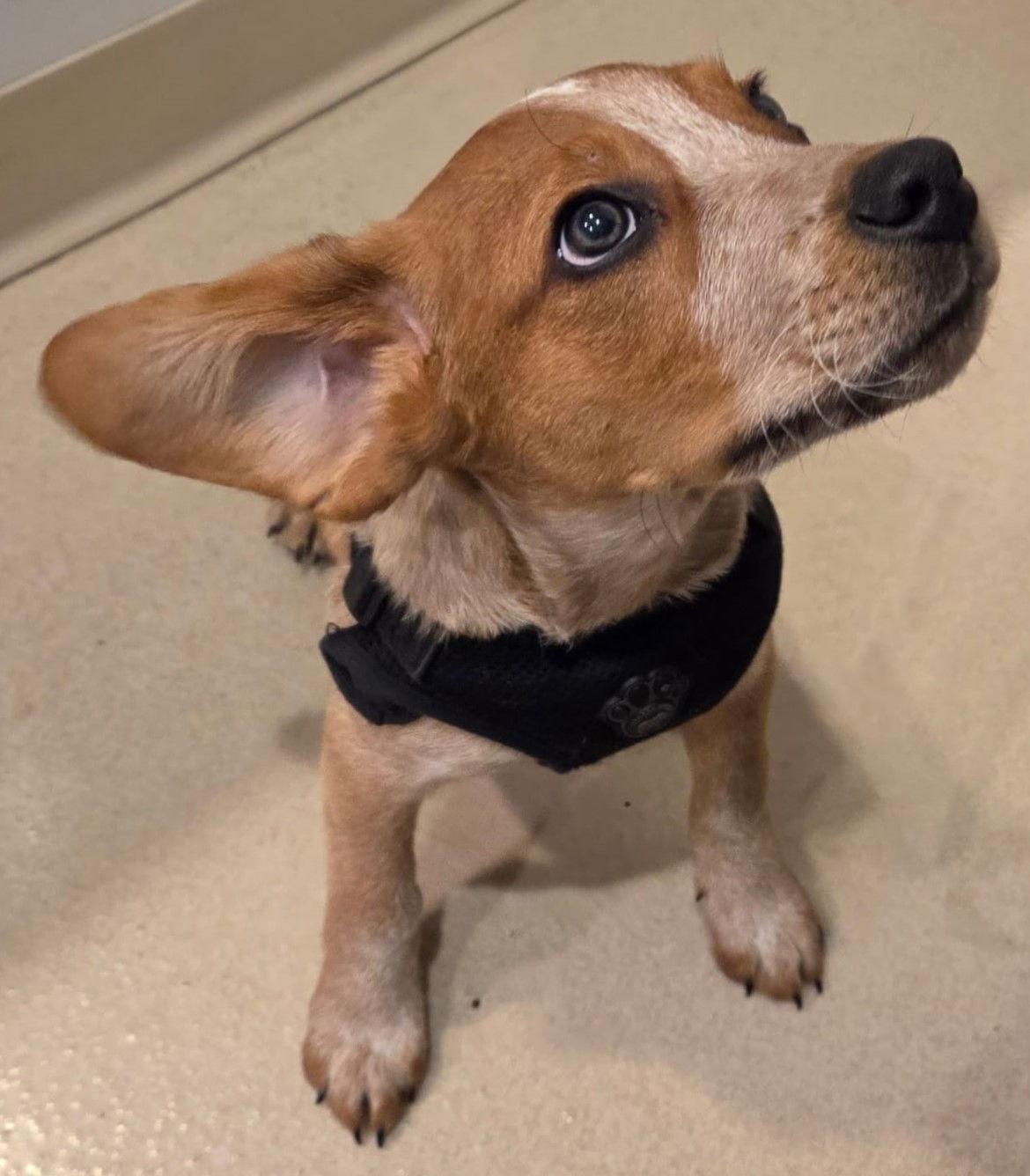 Enlarge Capone, a Adopted Beagle in Dunnellon, FL image 1/3