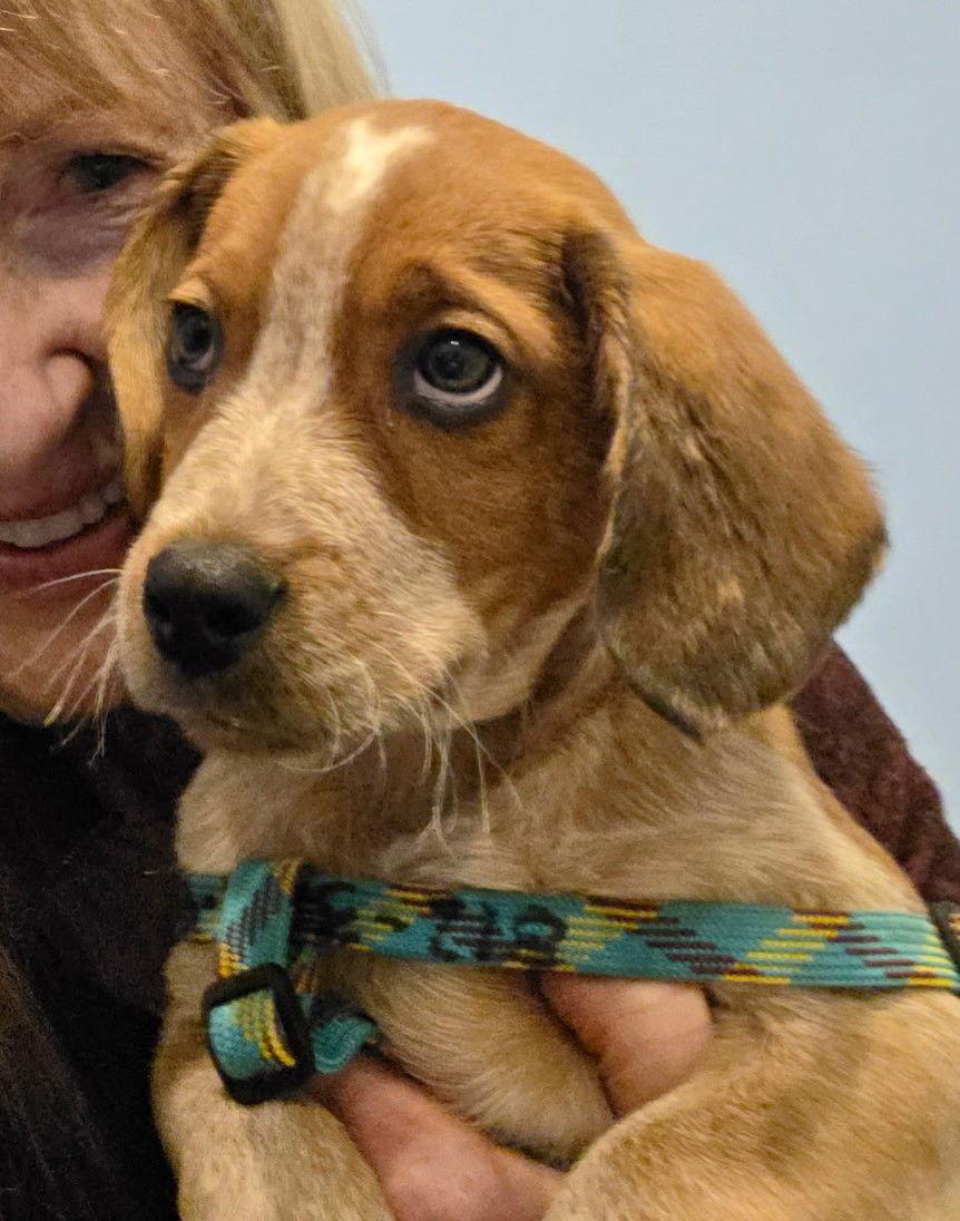 Enlarge Capone, a Adopted Beagle in Dunnellon, FL image 2/3