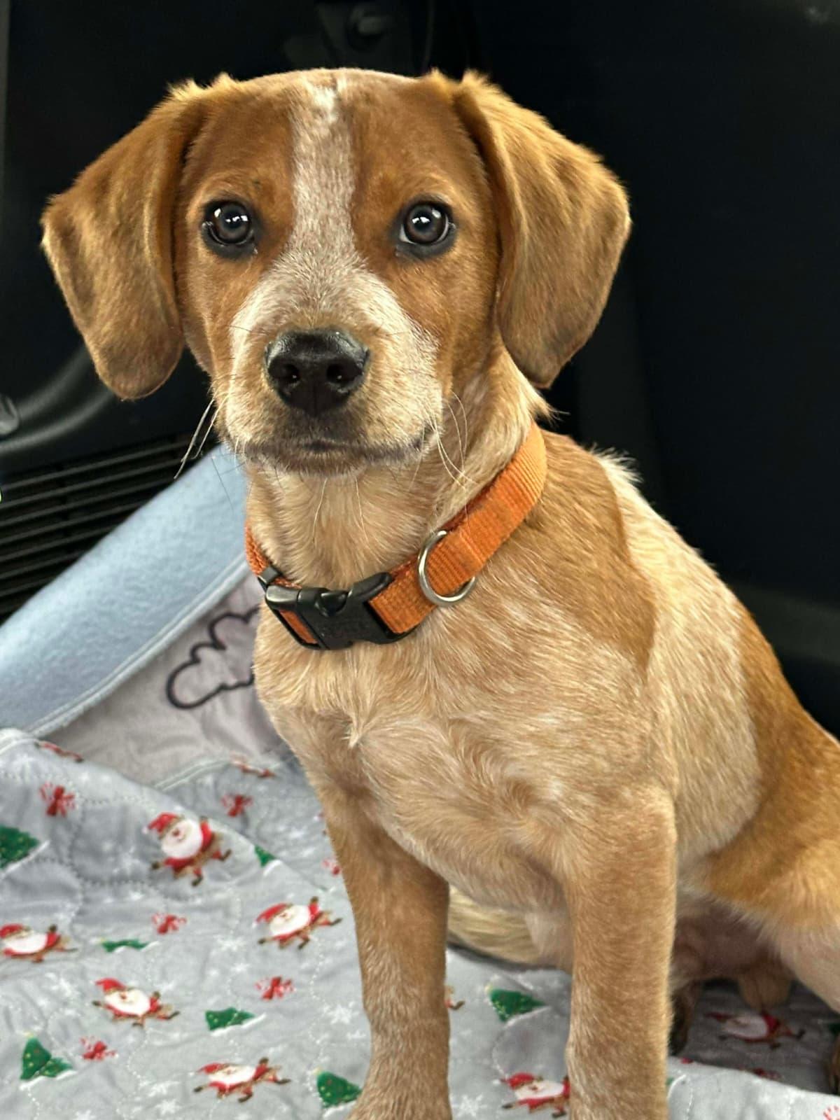 Enlarge Capone, a Adopted Beagle in Dunnellon, FL image 3/3