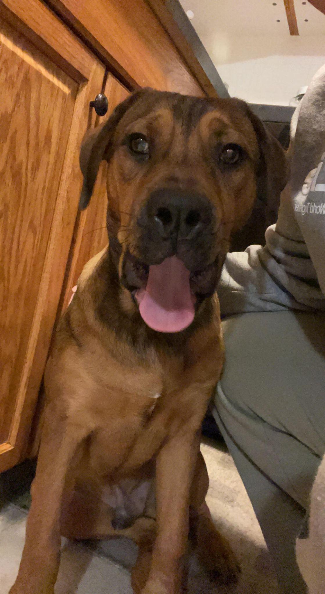 Harry, Adoptable, Adult Male Rottweiler & Pit Bull Terrier.