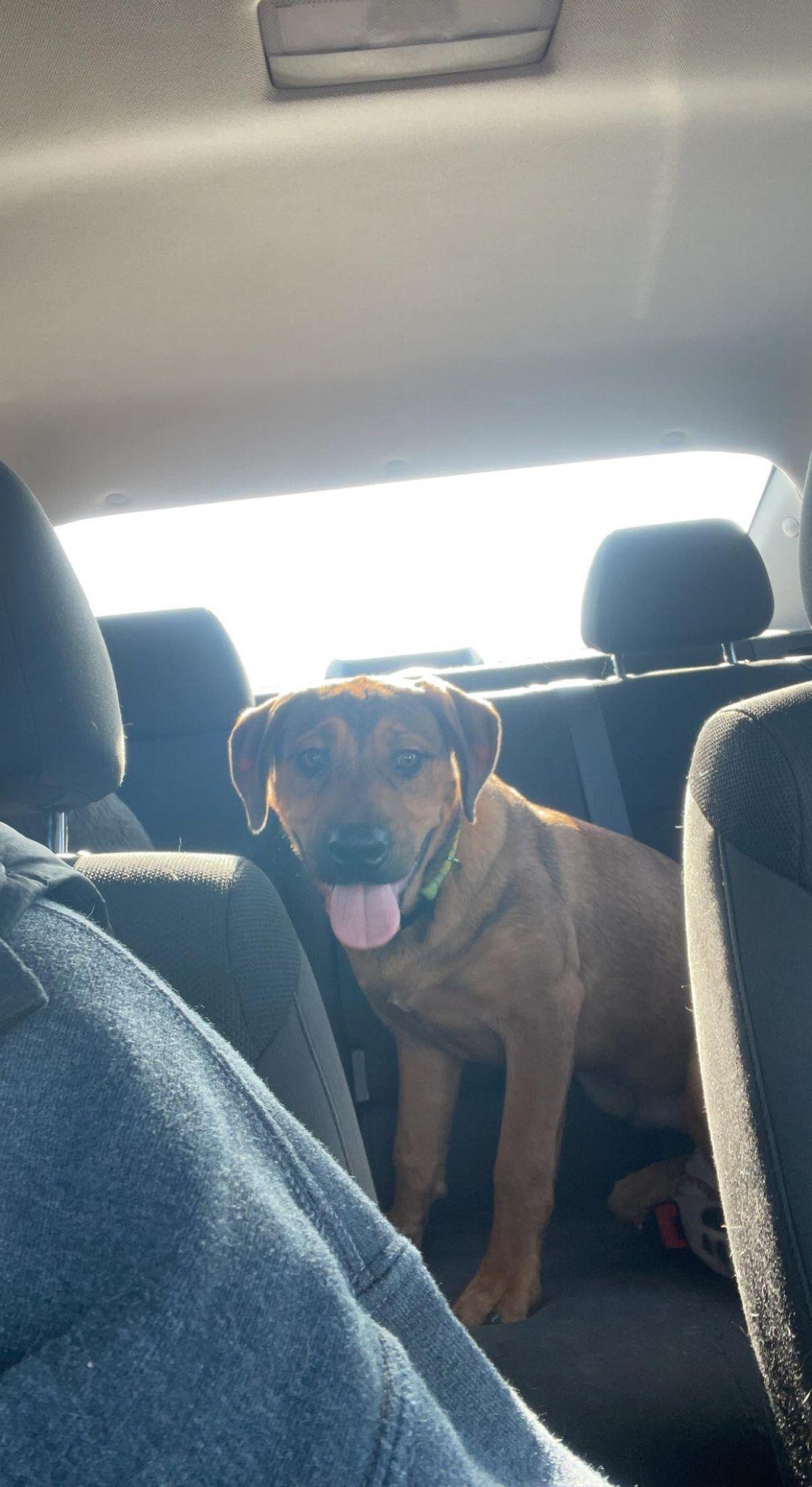 Enlarge Harry, a Adoptable mixed breed in Waterloo, IA image 2/3