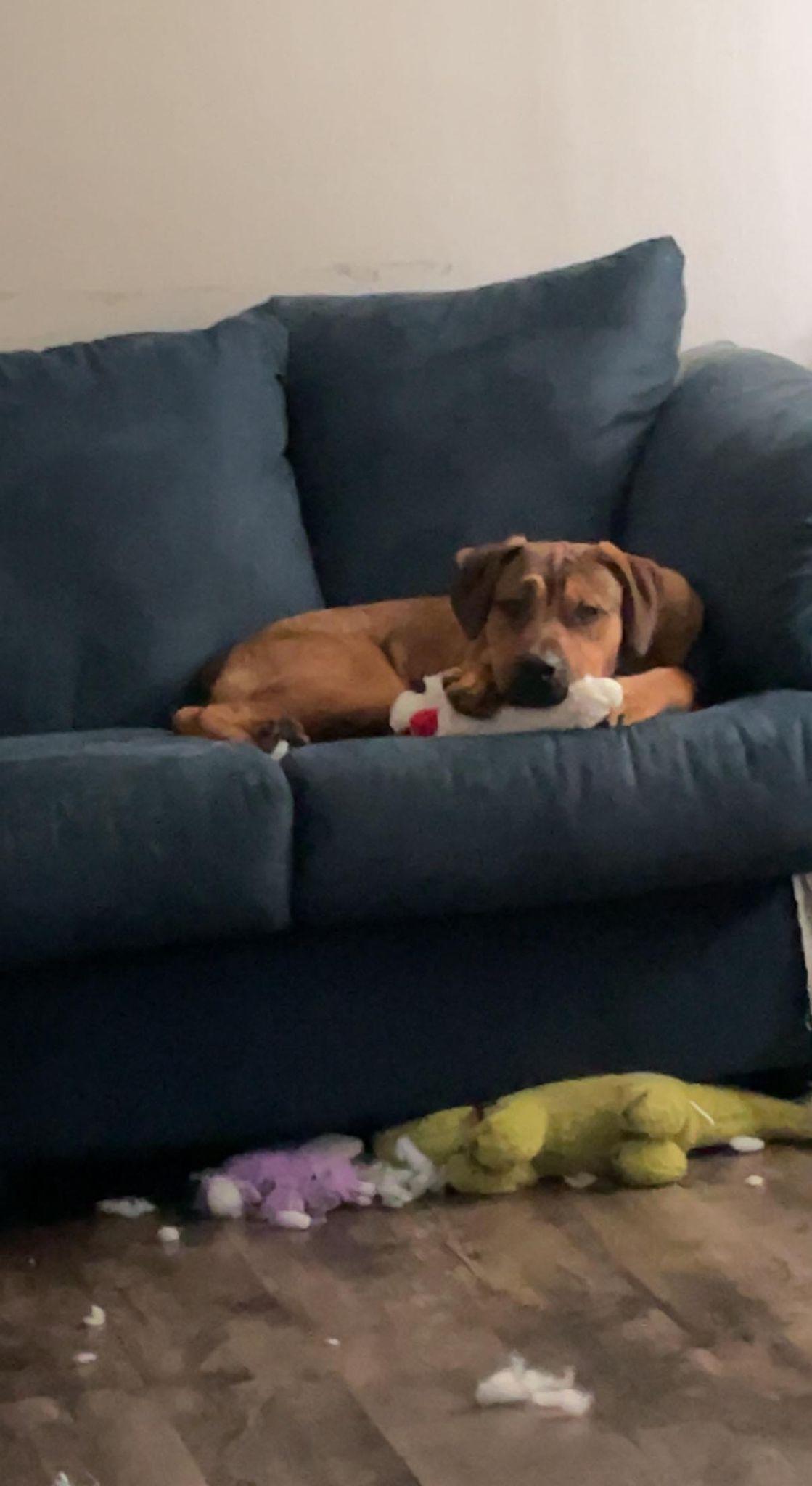 Enlarge Harry, a Adoptable mixed breed in Waterloo, IA image 3/3