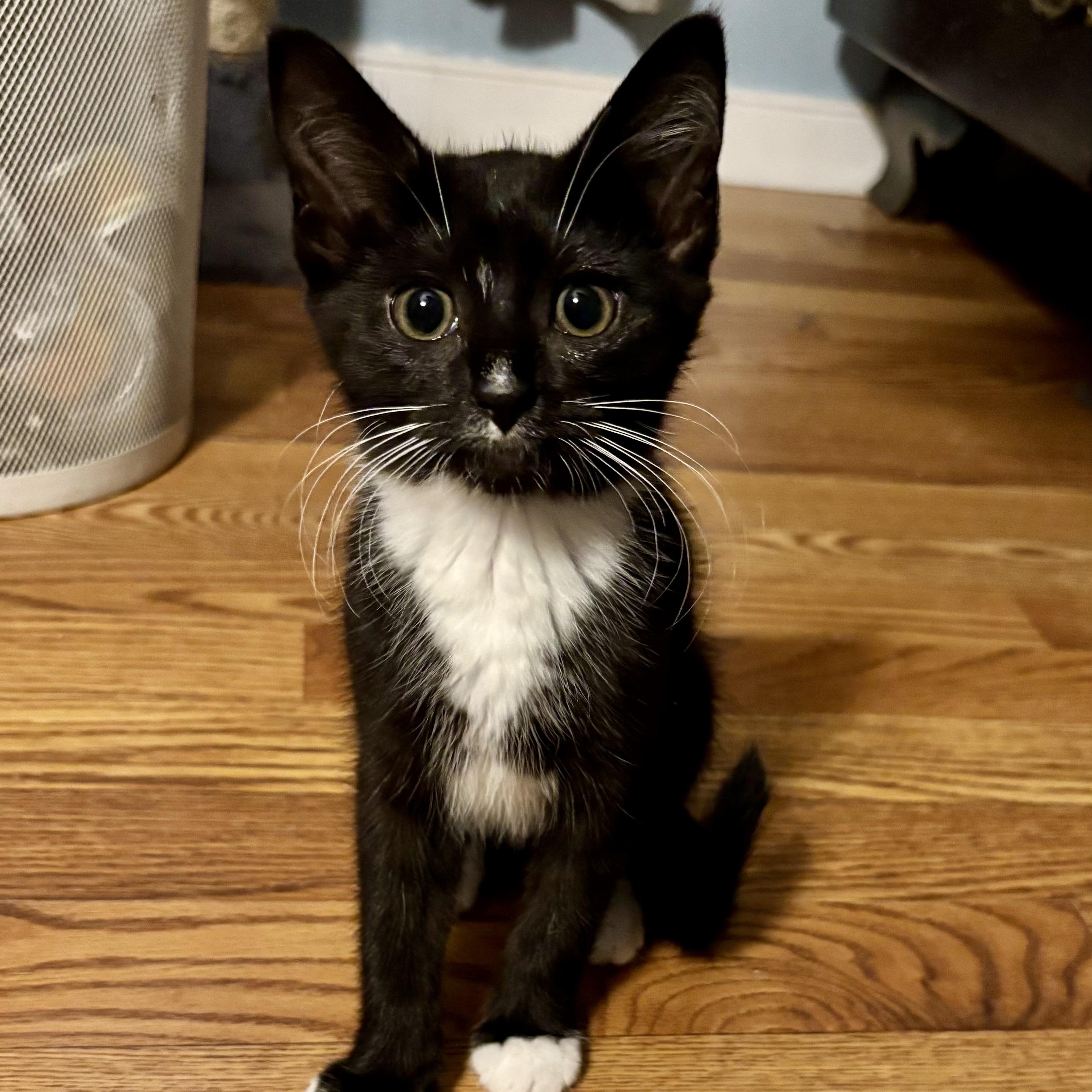 Ayla, Baby Female Domestic Short Hair