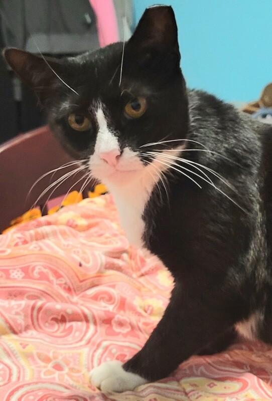 Fern, Adoptable, Adult Female Domestic Short Hair.