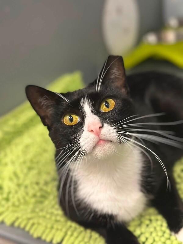 Fern, a Adoptable Domestic Short Hair in North Babylon, NY image 2/6