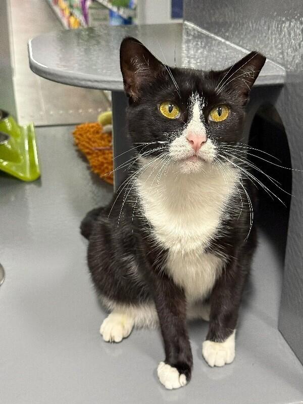 Fern, a Adoptable Domestic Short Hair in North Babylon, NY image 3/6