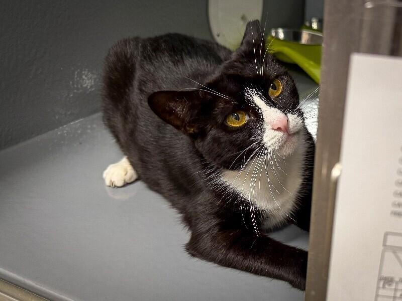 Fern, a Adoptable Domestic Short Hair in North Babylon, NY image 4/6