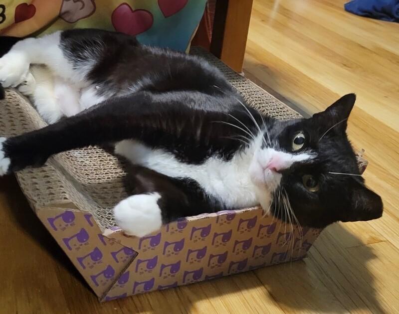 Fern, a Adoptable Domestic Short Hair in North Babylon, NY image 5/6