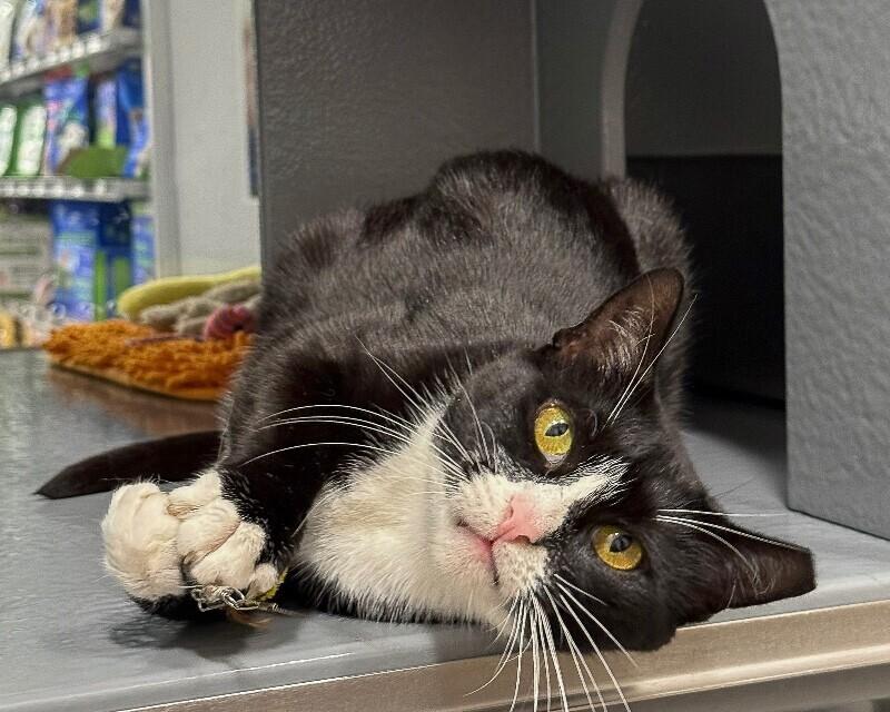 Fern, a Adoptable Domestic Short Hair in North Babylon, NY image 6/6