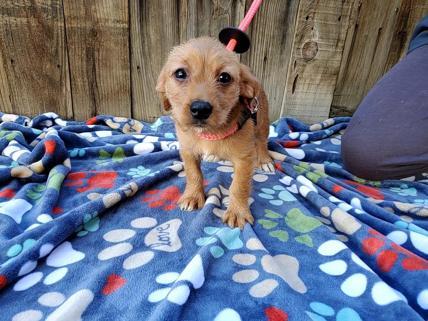 Enlarge Ziti, a Adopted mixed breed in Bakersfield, CA image 1/6