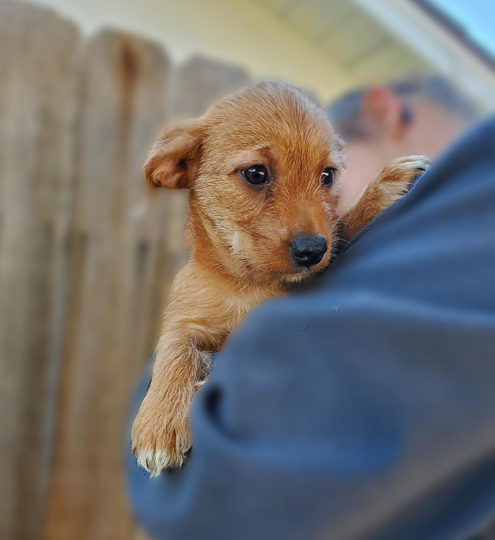 Enlarge Ziti, a Adopted mixed breed in Bakersfield, CA image 3/6