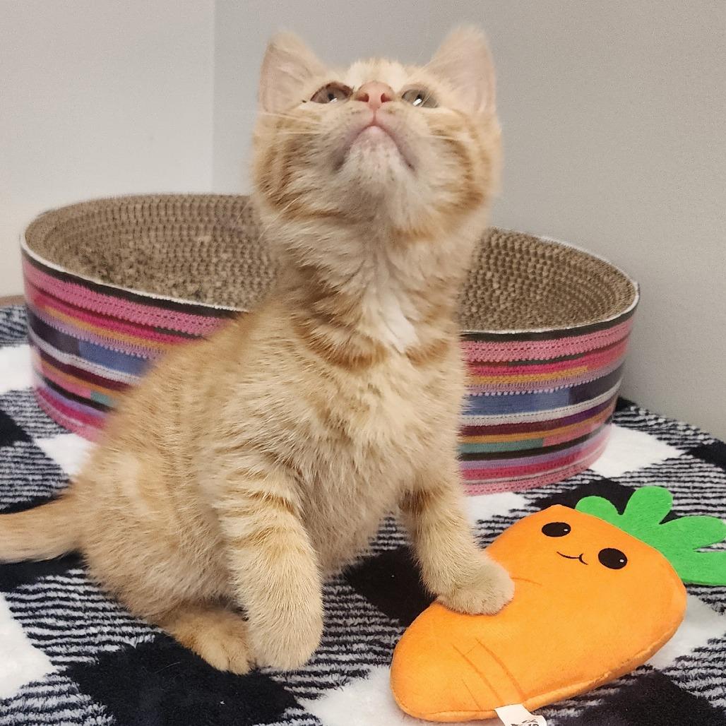 Dexter, a Adoptable Domestic Short Hair in Toledo, OH image 1/5