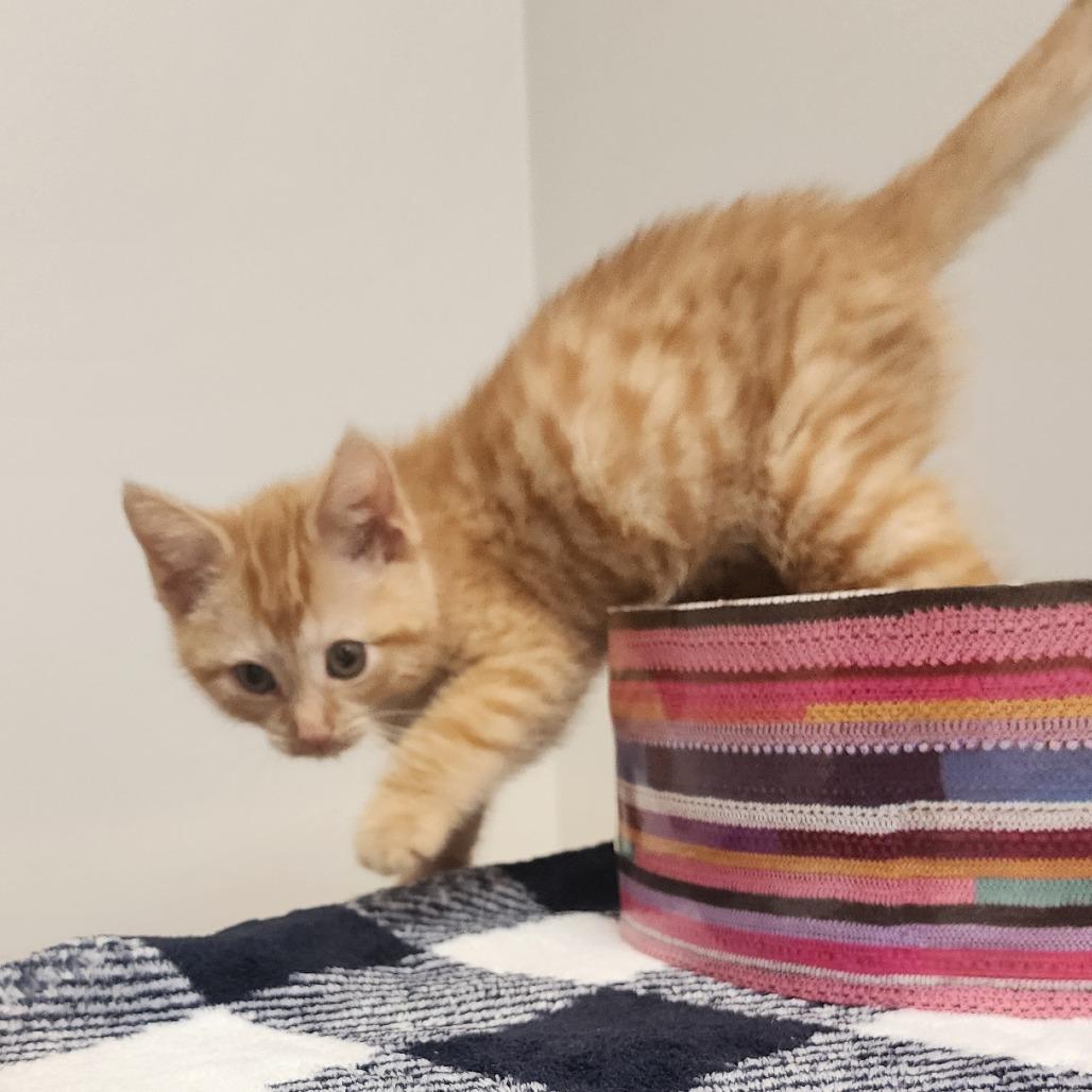 Dexter, a Adoptable Domestic Short Hair in Toledo, OH image 2/5