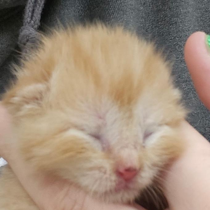 Dexter, a Adoptable Domestic Short Hair in Toledo, OH image 3/5