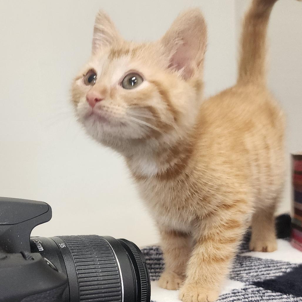 Dexter, a Adoptable Domestic Short Hair in Toledo, OH image 4/5