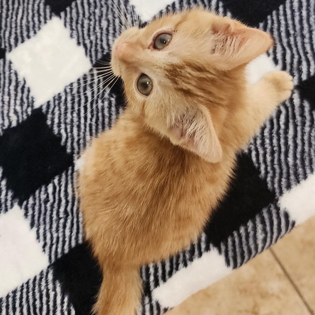 Dexter, a Adoptable Domestic Short Hair in Toledo, OH image 5/5
