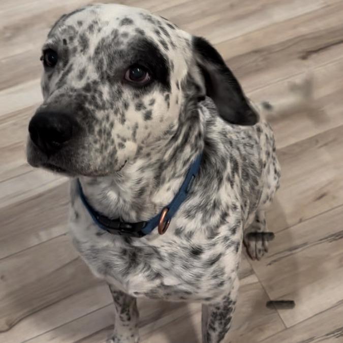 Enlarge Oreo, a Adoptable Dalmatian in West Islip, NY image 1/3