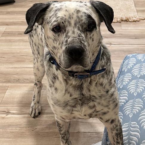 Enlarge Oreo, a Adoptable Dalmatian in West Islip, NY image 2/3