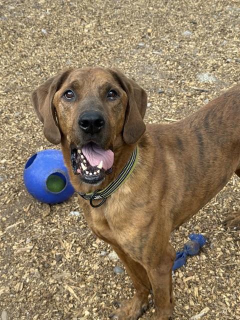 Enlarge BEAR, a Adoptable Coonhound in South Lake Tahoe, CA image 1/1