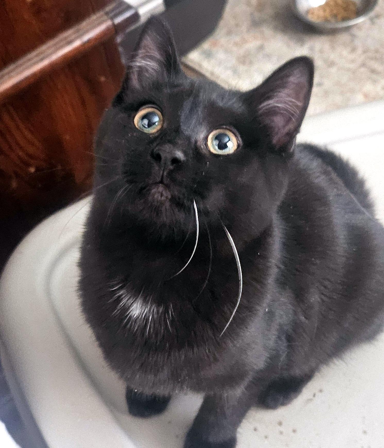 Goober, adopted, Kitten Female Domestic Short Hair.