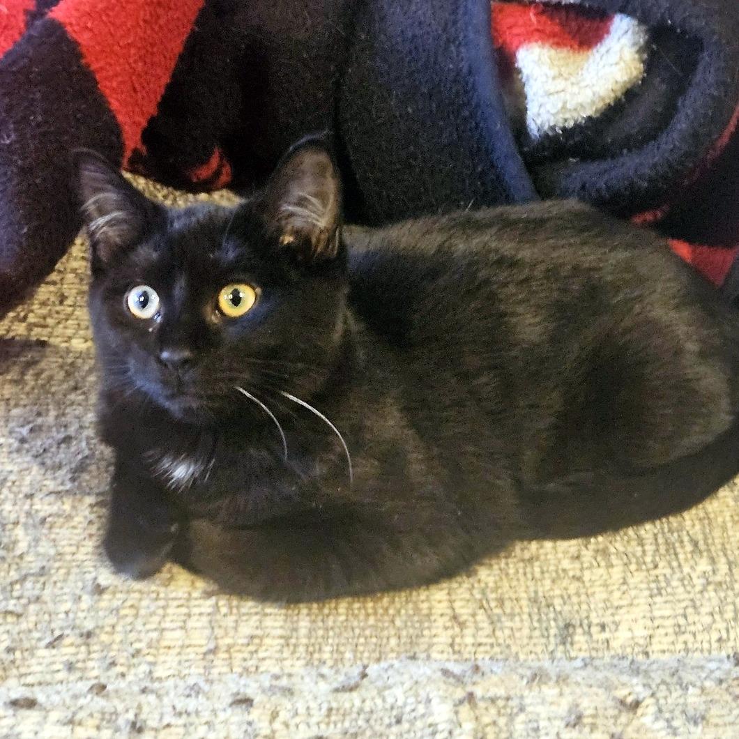 Goober, an adopted Domestic Short Hair in Pittsburgh, PA image 4/4