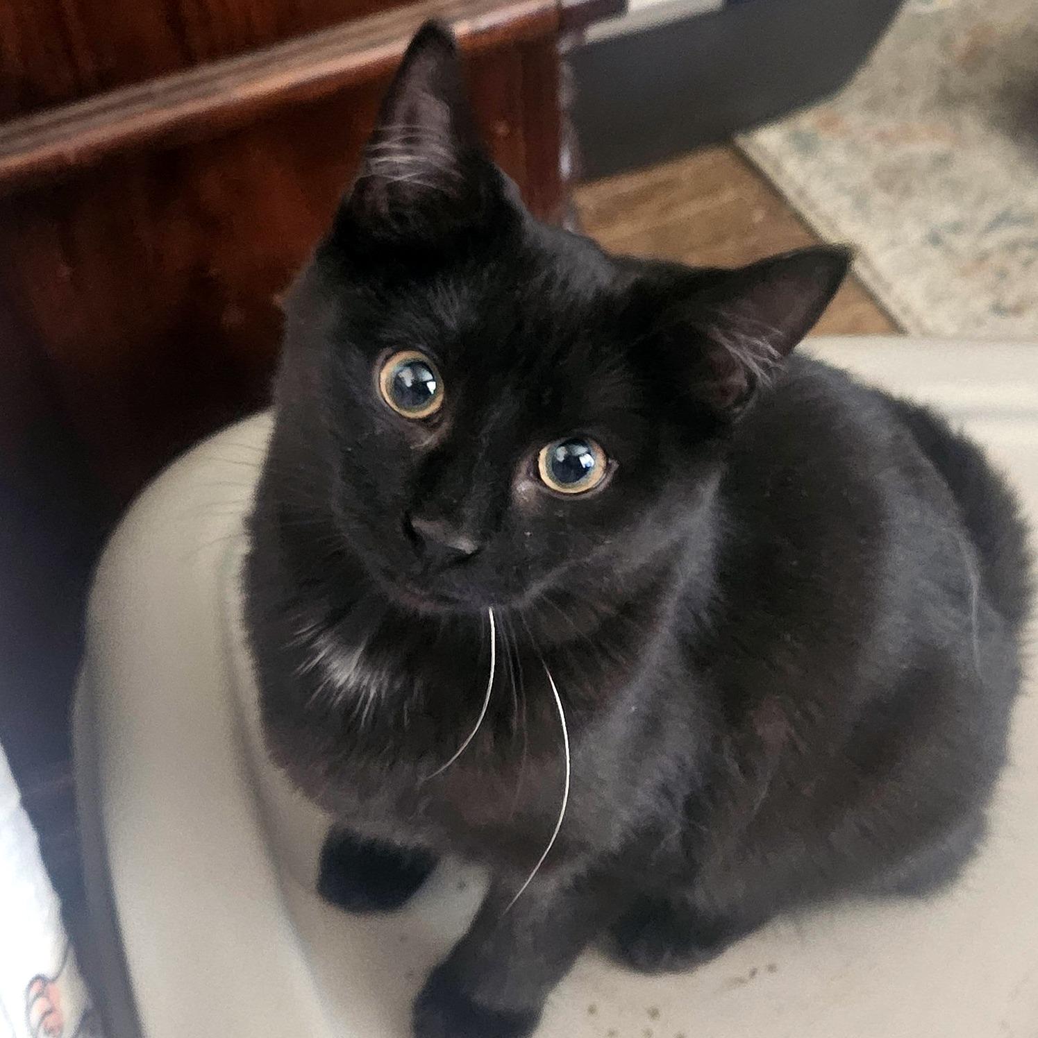 Goober, an adopted Domestic Short Hair in Pittsburgh, PA image 3/4