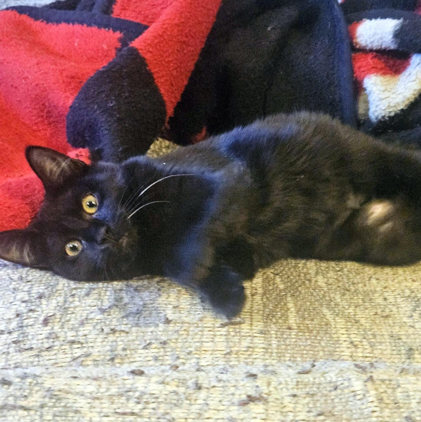 Goober, an adopted Domestic Short Hair in Pittsburgh, PA image 2/4