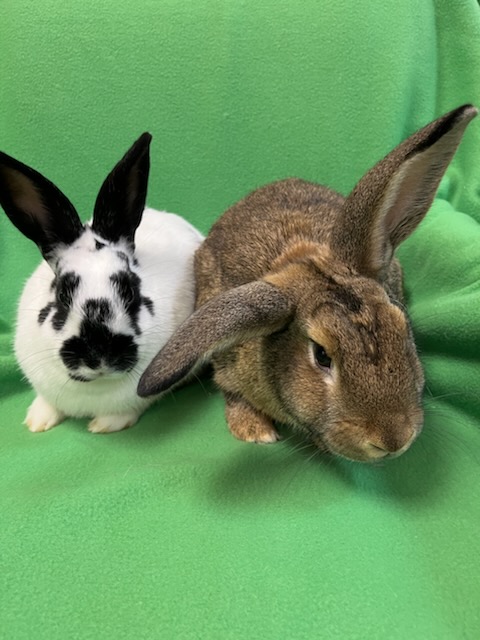 George & Peppa, Adoptable, Adult Male Bunny Rabbit.