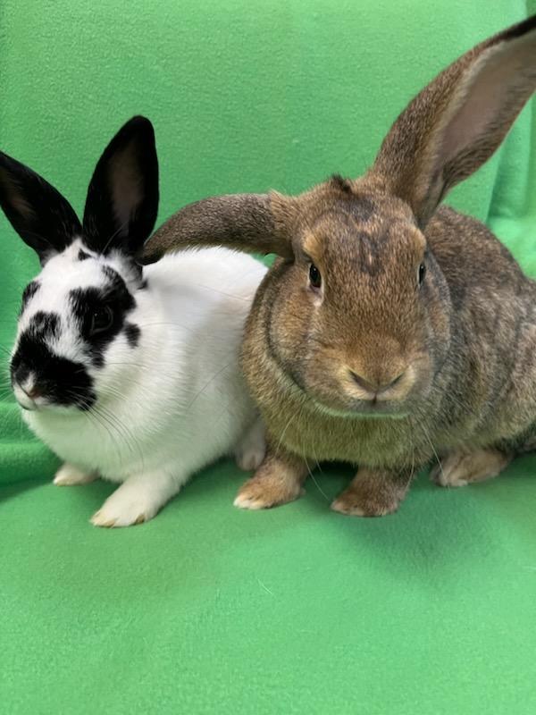 George & Peppa, a Adoptable mixed breed in Haltom City, TX image 2/4