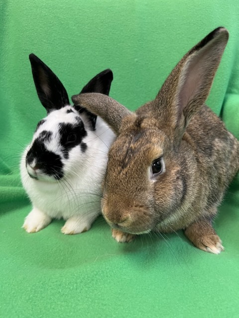 George & Peppa, a Adoptable mixed breed in Haltom City, TX image 3/4