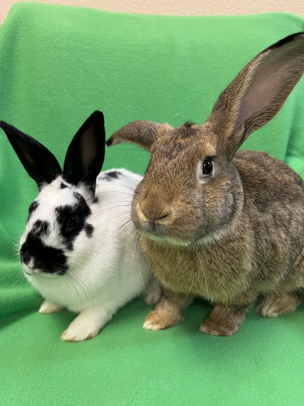 George & Peppa, a Adoptable mixed breed in Haltom City, TX image 4/4