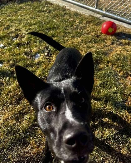 Maude, Adoptable, Adult Female Australian Cattle Dog / Blue Heeler & Mixed Breed.