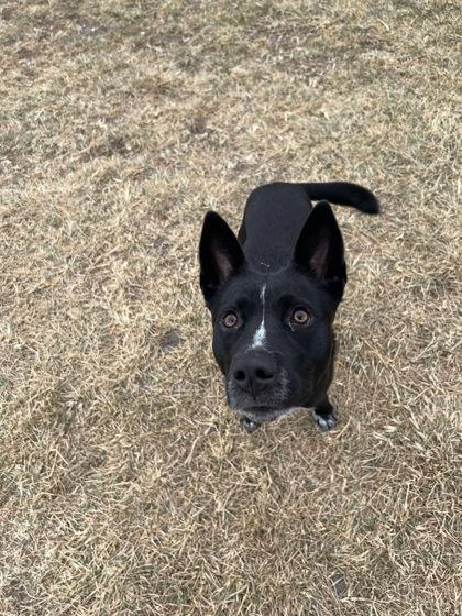Enlarge Maude, a Adoptable mixed breed in Scottsbluff, NE image 2/3