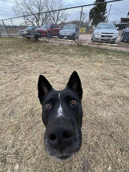 Enlarge Maude, a Adoptable mixed breed in Scottsbluff, NE image 3/3