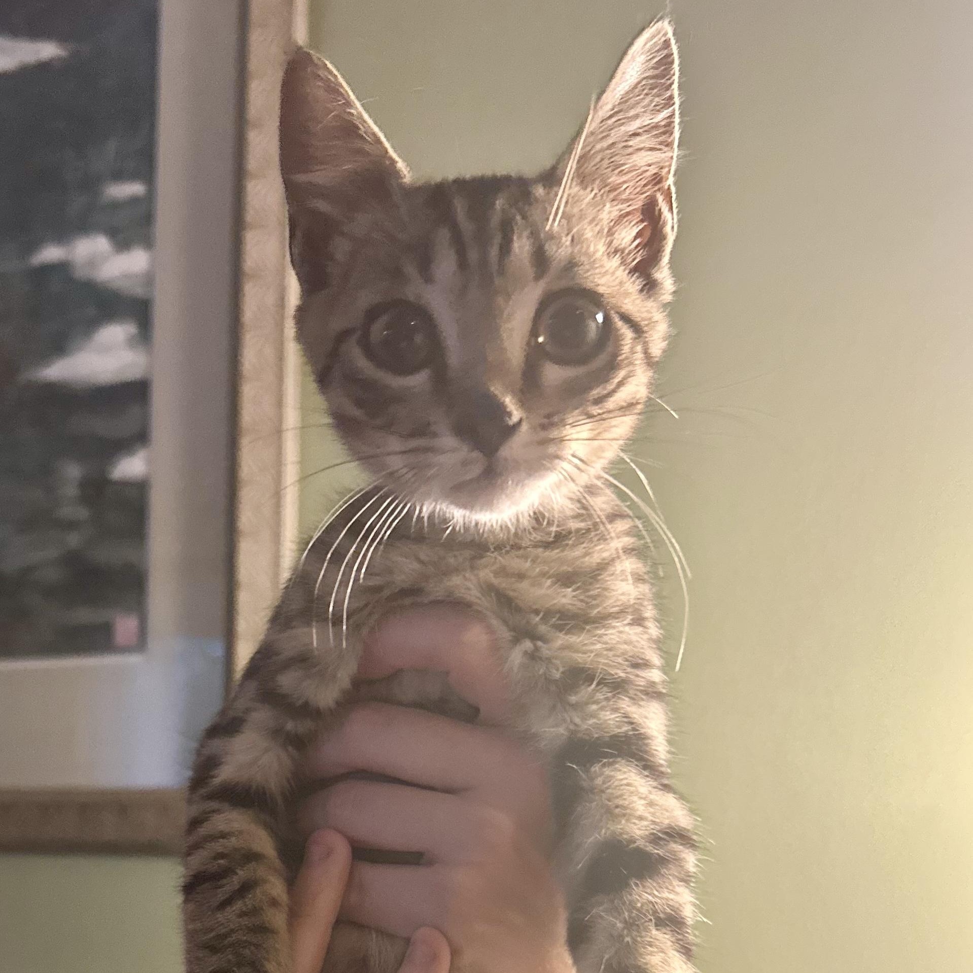 Jack Sprat, Adoptable, Kitten Male Domestic Short Hair.