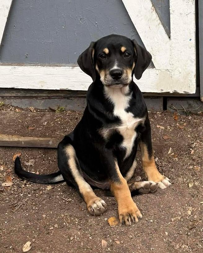 Enlarge Cooper, an adopted mixed breed in Portland, OR image 5/6
