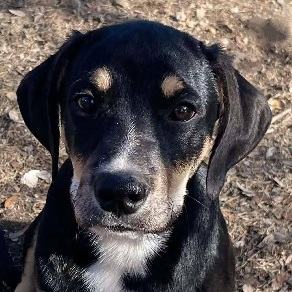 Enlarge Cooper, an adopted mixed breed in Portland, OR image 1/6