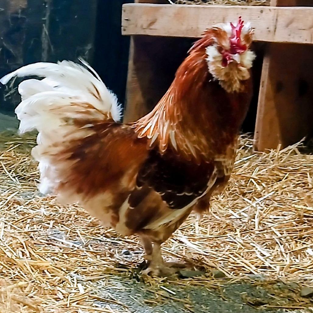 Enlarge Fred, a Adoptable Chicken in Fairport, NY image 1/1