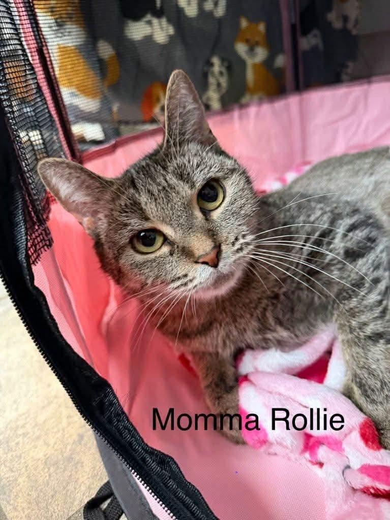 Enlarge Rollie, a Adoptable mixed breed in Brainardsville, NY image 1/2