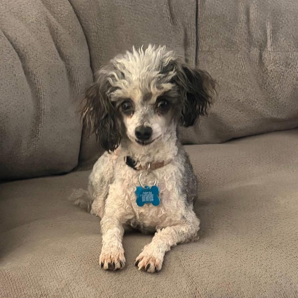Belle, Adoptable, Adult Female Poodle.