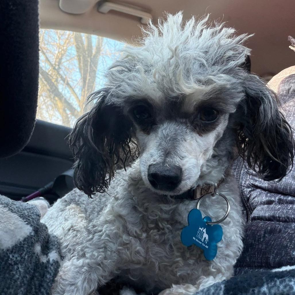 Belle, a Adoptable Poodle in St. Charles, IL image 3/6