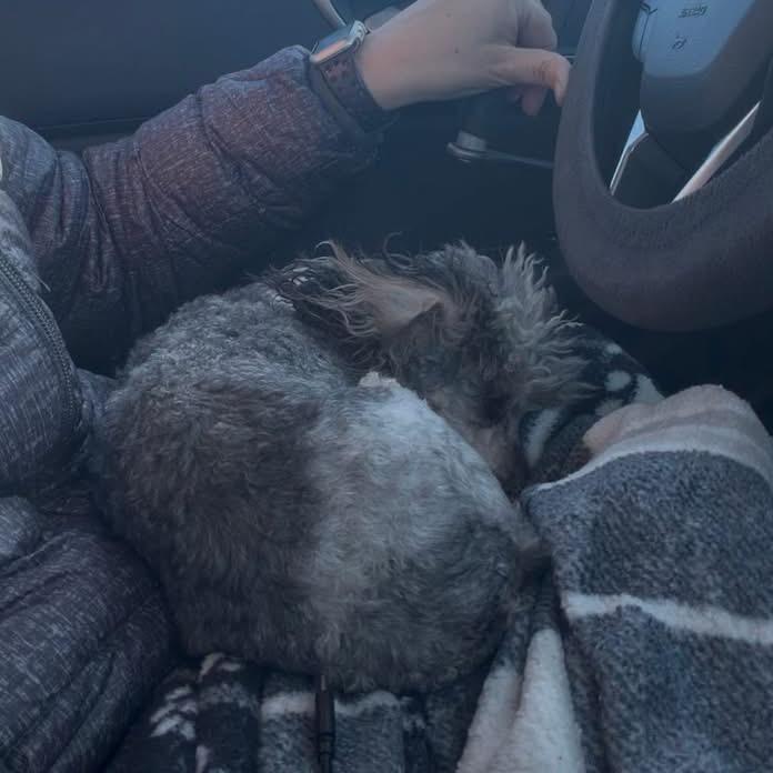 Belle, a Adoptable Poodle in St. Charles, IL image 4/6