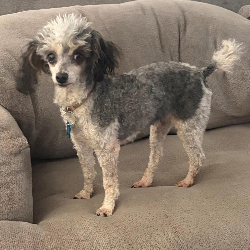 Belle, a Adoptable Poodle in St. Charles, IL image 5/6