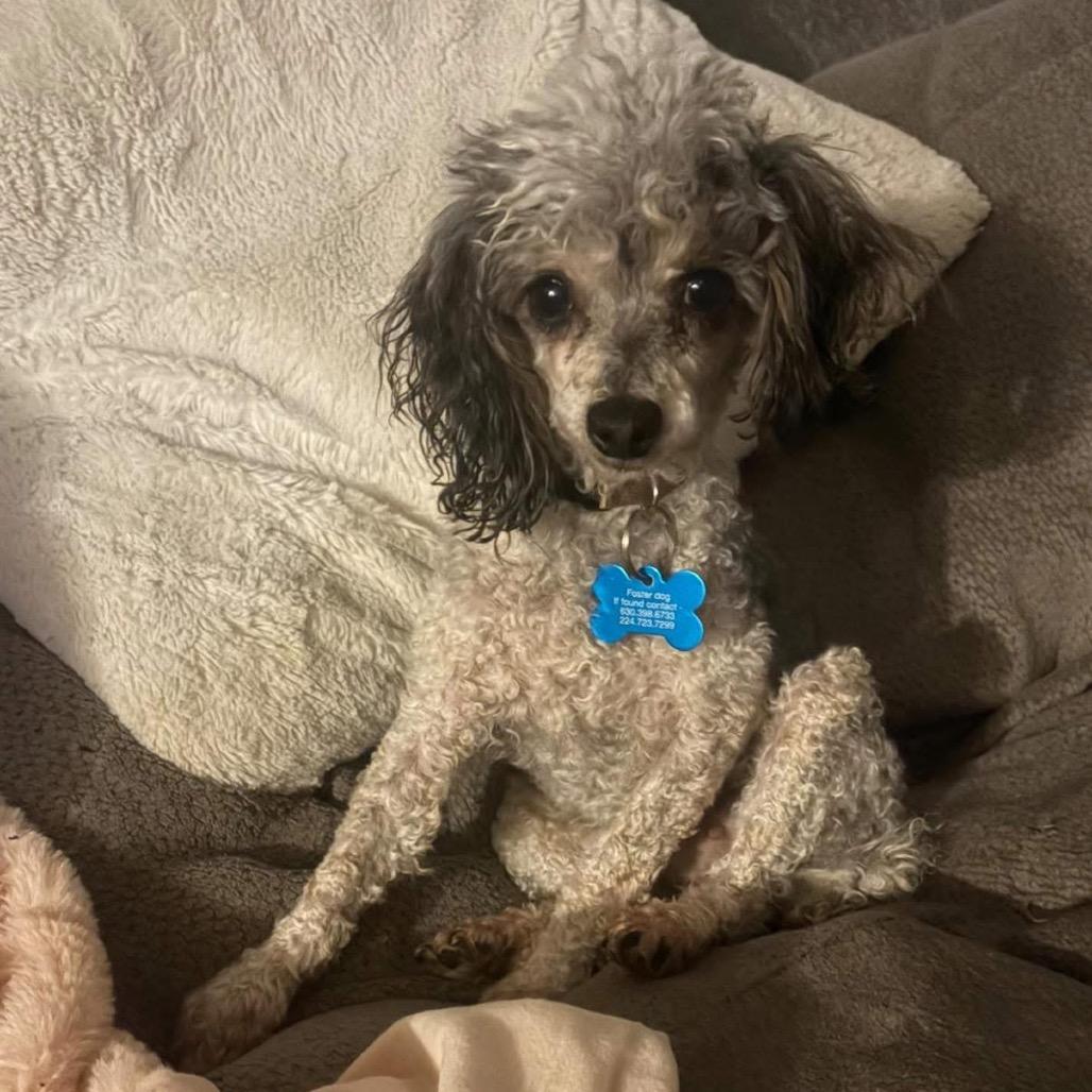 Belle, a Adoptable Poodle in St. Charles, IL image 6/6