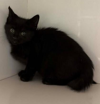 Chloe, Adoptable, Kitten Female Domestic Short Hair & Domestic Short Hair.