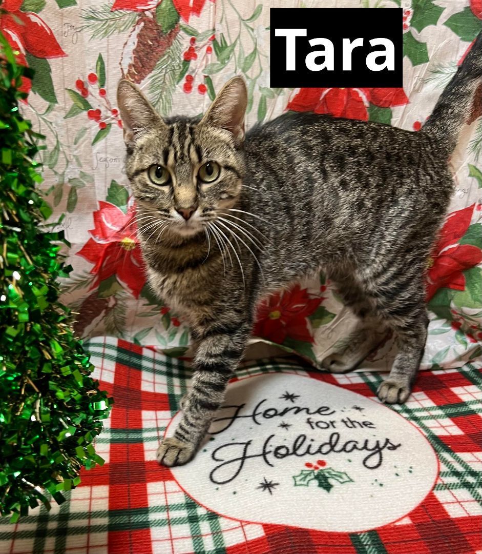 Tara, an adopted Domestic Short Hair in Atwater, CA_image-1
