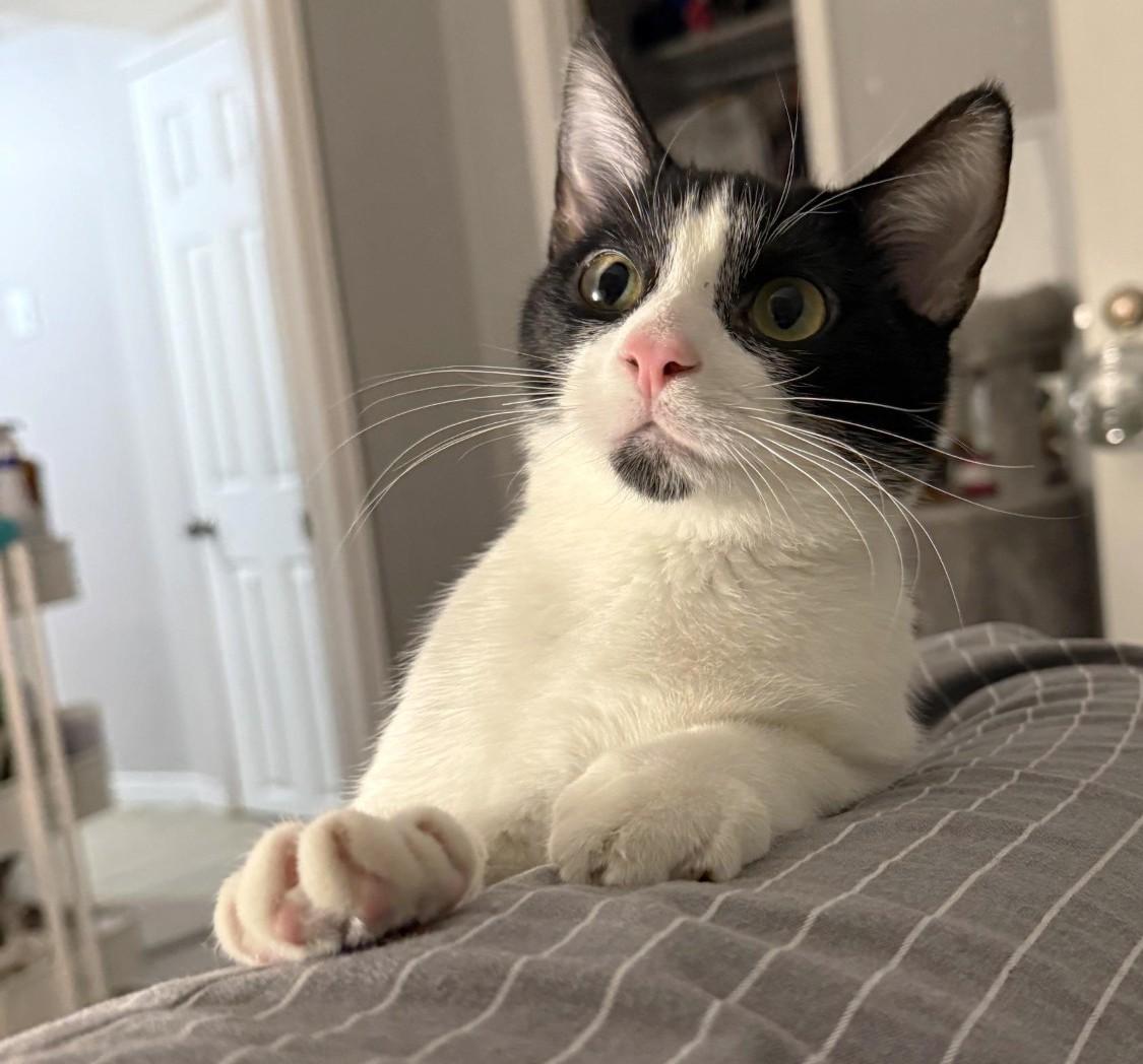 Asparagus, ADOPTABLE, Young Male Domestic Short Hair.