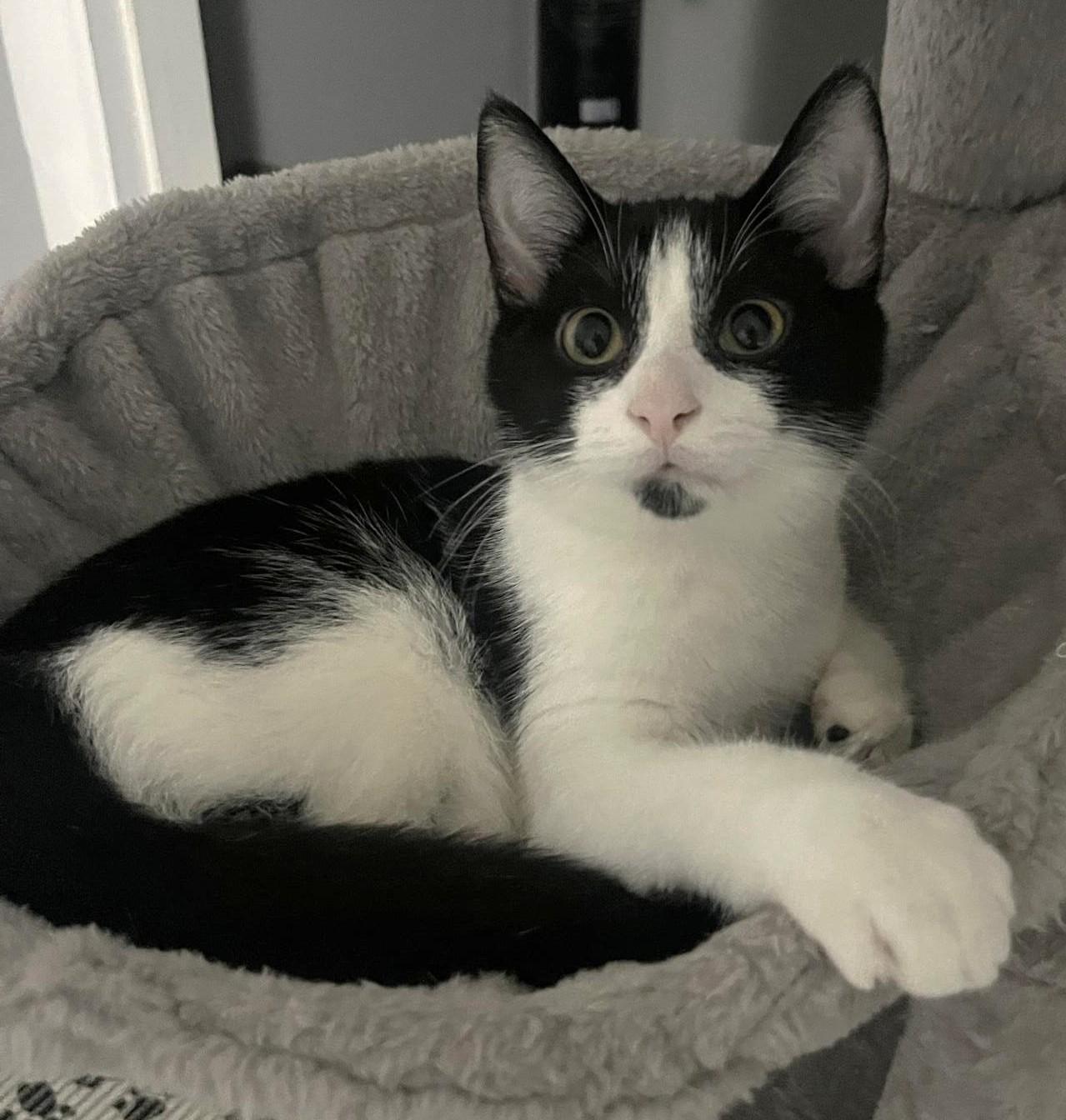 Enlarge Asparagus, a ADOPTABLE Domestic Short Hair in Stoney Creek, ON image 1/3