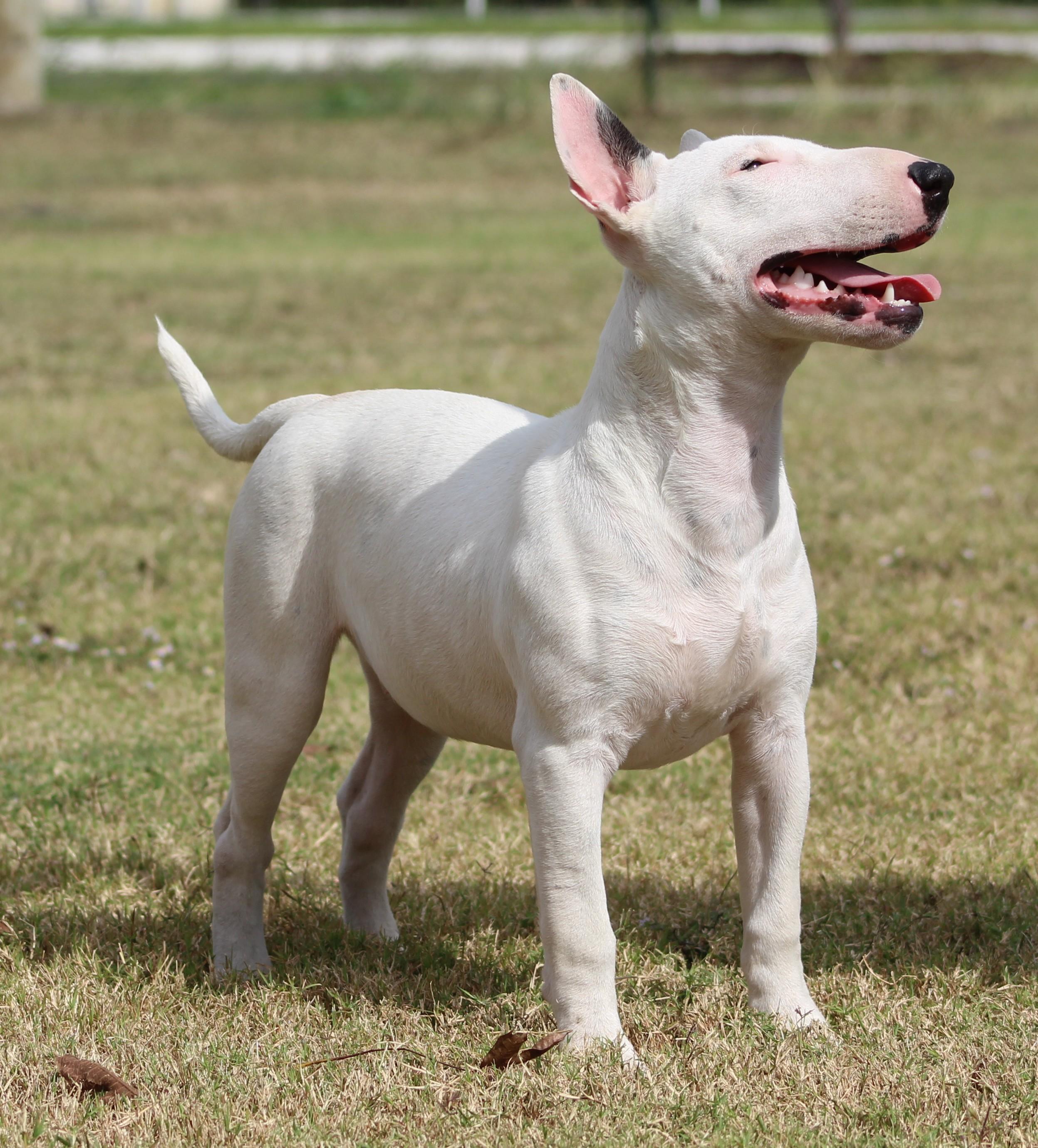 Enlarge Sage, a Adoptable Bull Terrier in Temple, TX image 1/6